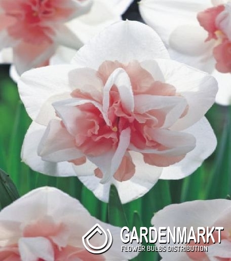 Narzissen - sonniger Star im Frühlingsgarten