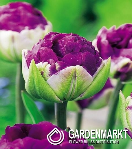 Tulpen - Frühlingsblumen mit langer Saison