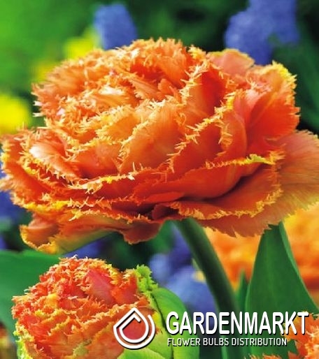 Gefranste Tulpen