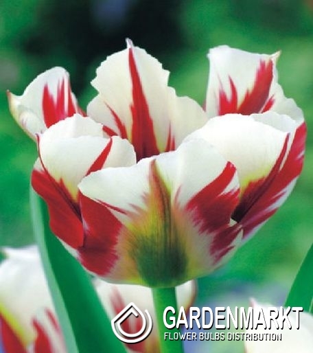 Viridiflora-Tulpen