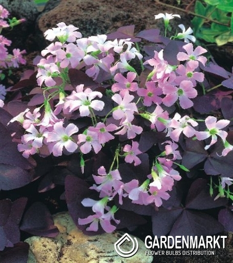 Zierklee Oxalis Versicolor