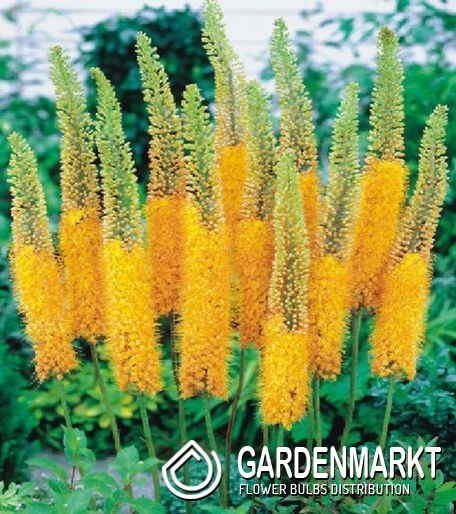 Steppenkerzen - echte optische Highlights im Garten - Gardenmarkt.de