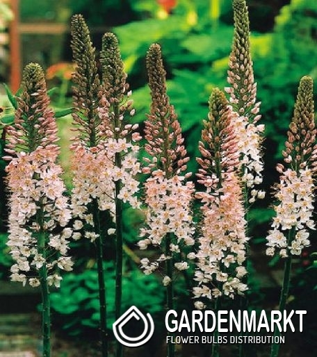 eremurus-steppenkerze