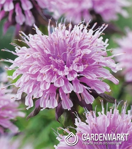Indianernessel-Monarda 
