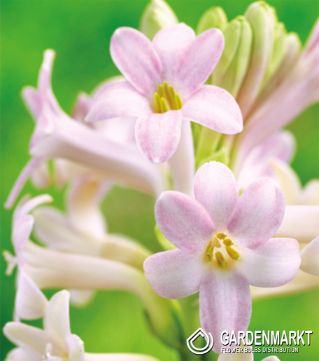 Polianthes tuberosa