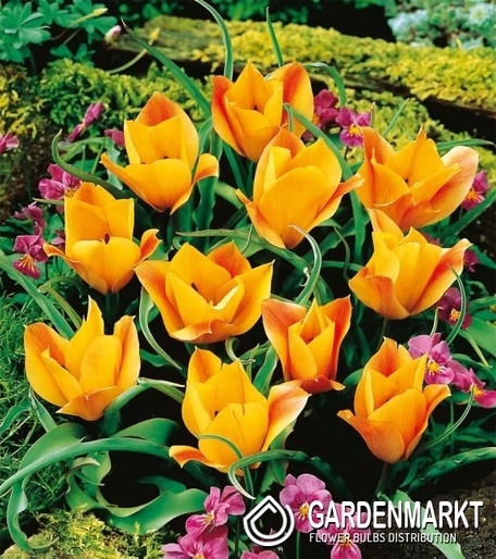 Botanische Tulpen