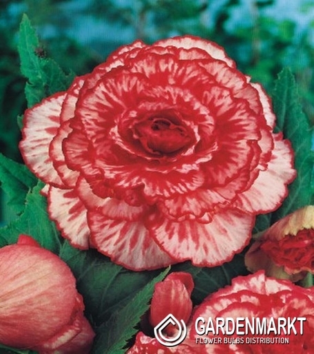 BEGONIE ZWEIFARBIGE MARMORATA