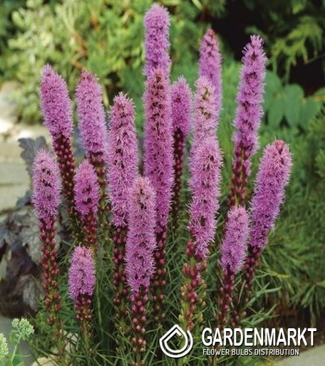 Liatris Prachtscharten 
