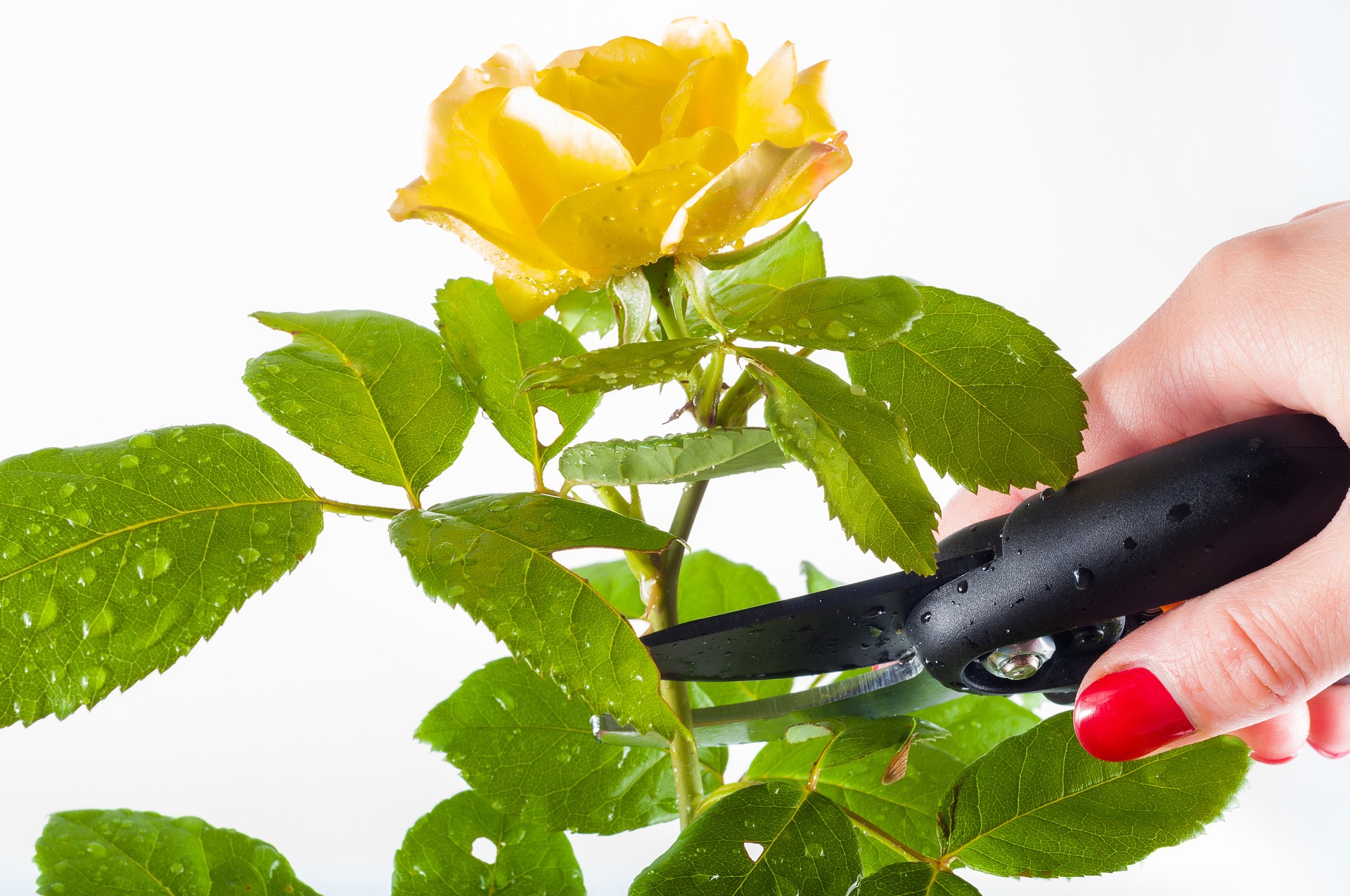 stauden-und-blumen-schneiden 
