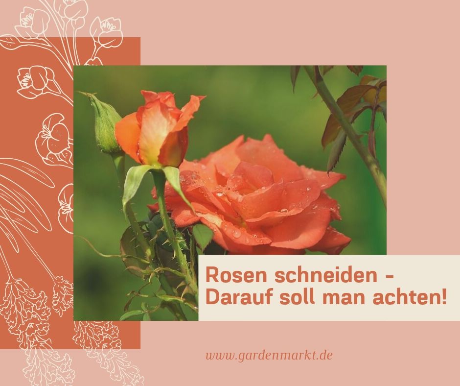 Rosen Schneiden Darauf Soll Man Achten Gardenmarkt De