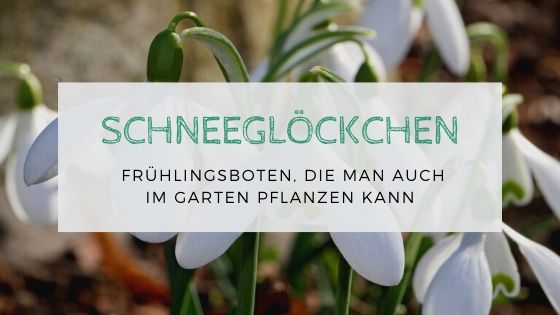Schneeglöckchen Frühlingsboten, die man auch im Garten pflanzen kann