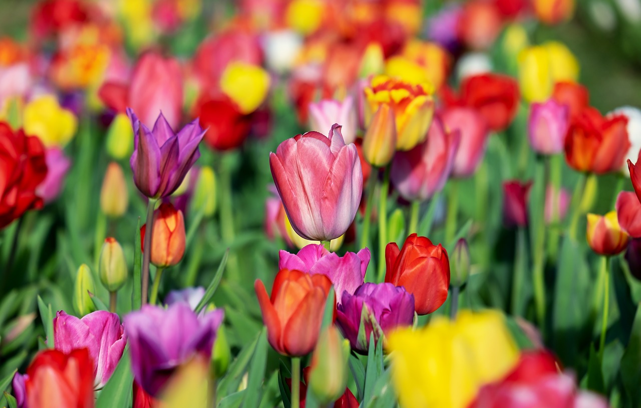 Sind Tulpen giftig für Katzen?