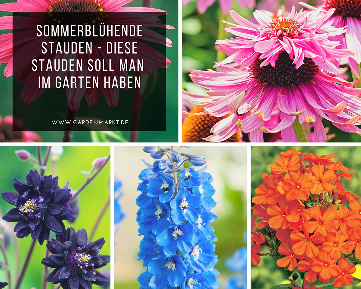 sommerbluehende-stauden-diese-stauden-soll-man-im-garten-haben