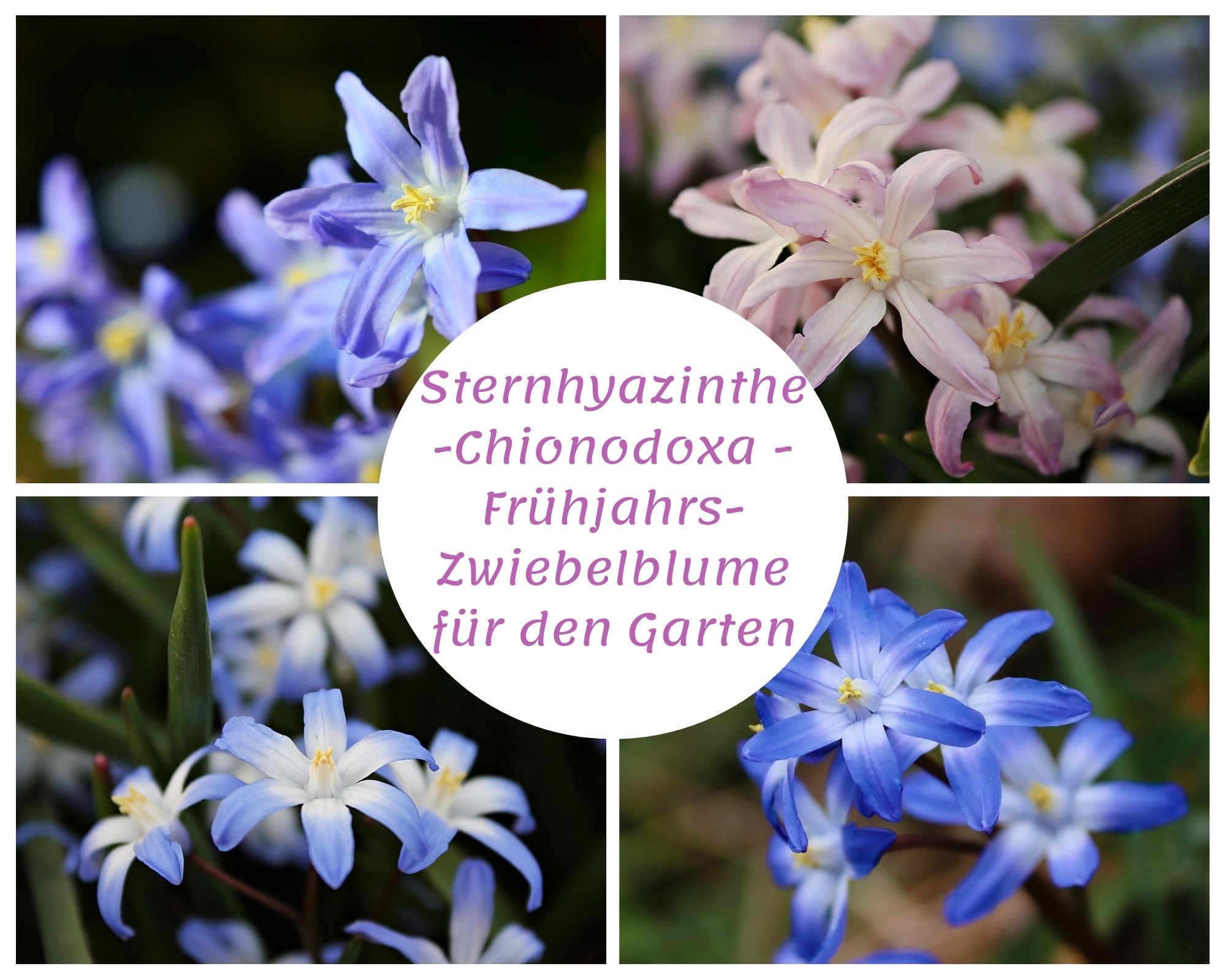 Sternhyazinthe-Chionodoxa - Frühjahrs-Zwiebelblume für den Garten