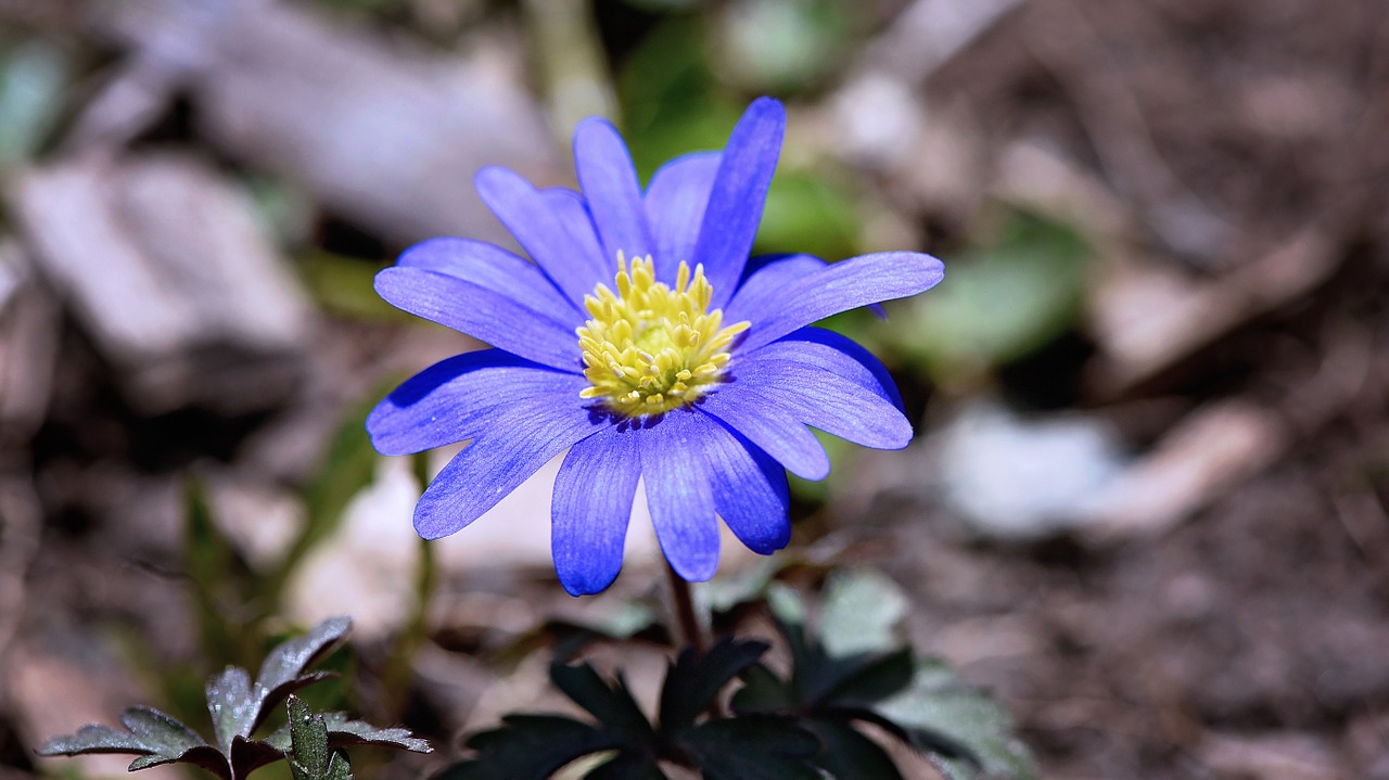 Strahlenanemonen Violet Star   
