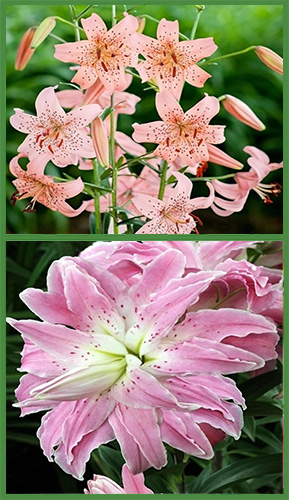 tiger-lilie-pink-giant-und-gefullte-orientalische-lilie-lotus-elegance