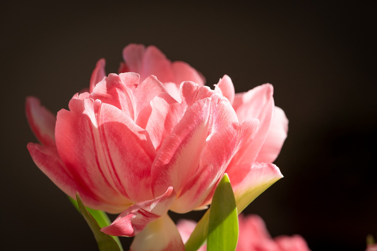 Tulpe Gefüllte Anqelique