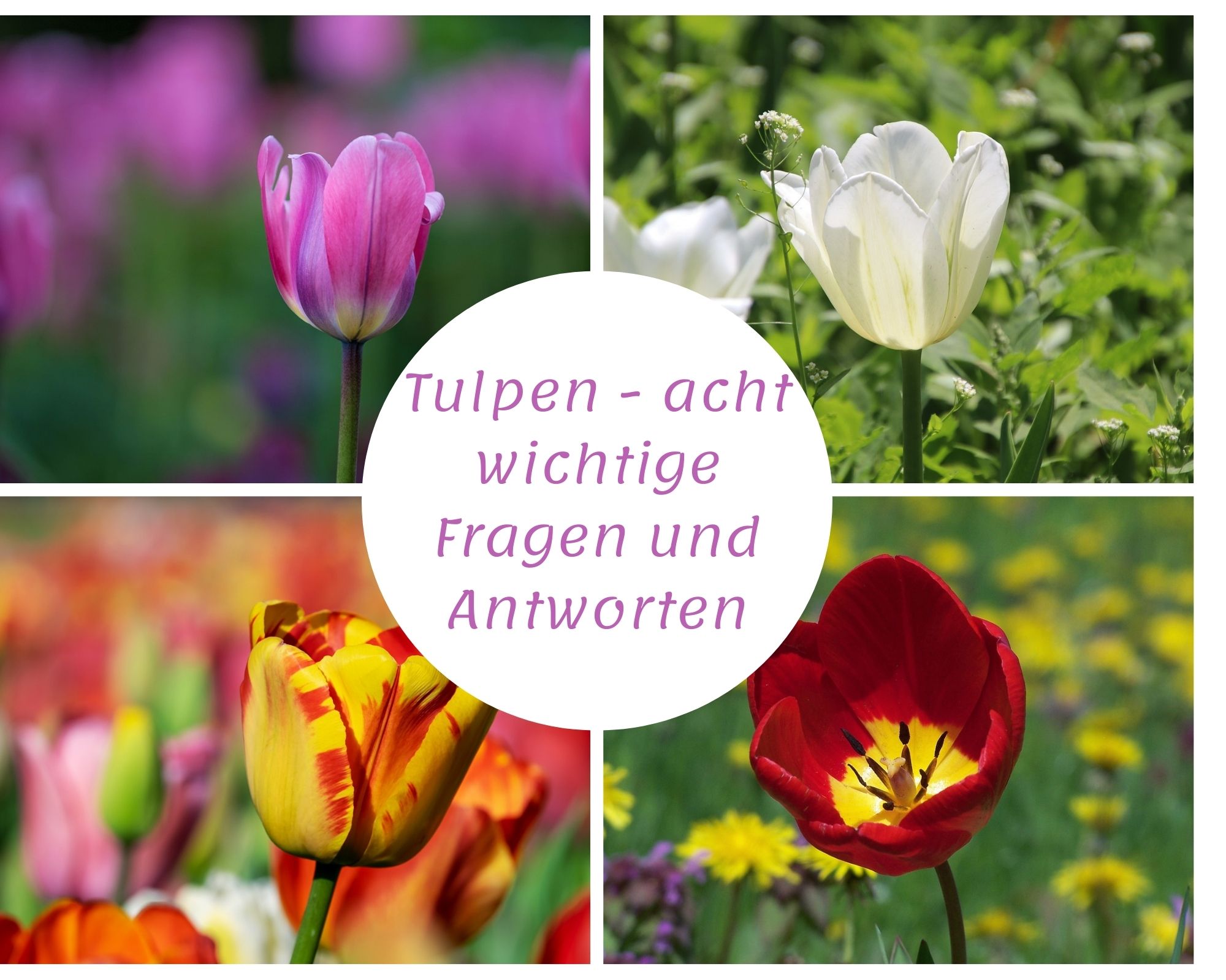 Tulpen - acht wichtige Fragen und Antworten
