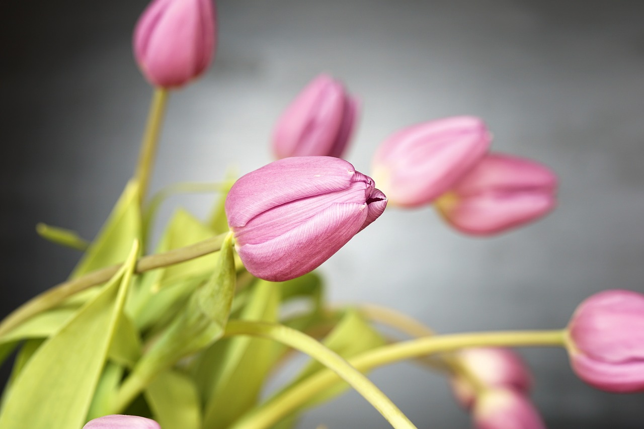 Tulpen lassen Köpfe hängen - warum?