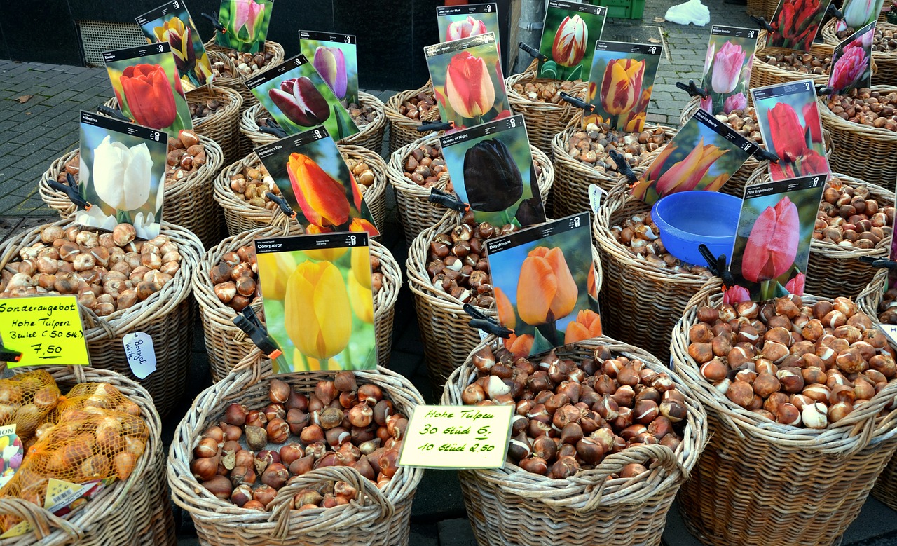 Wie soll man die Tulpenzwiebeln richtig pflanzen?