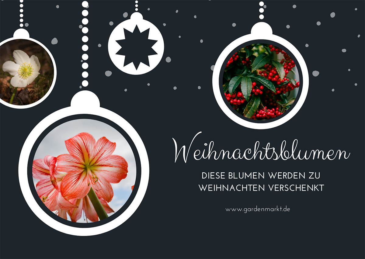 weihnachtsblumen