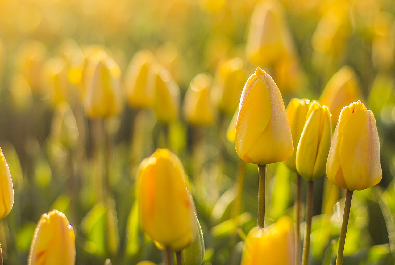 Tulpen acht wichtige Fragen und Antworten Gardenmarkt.de