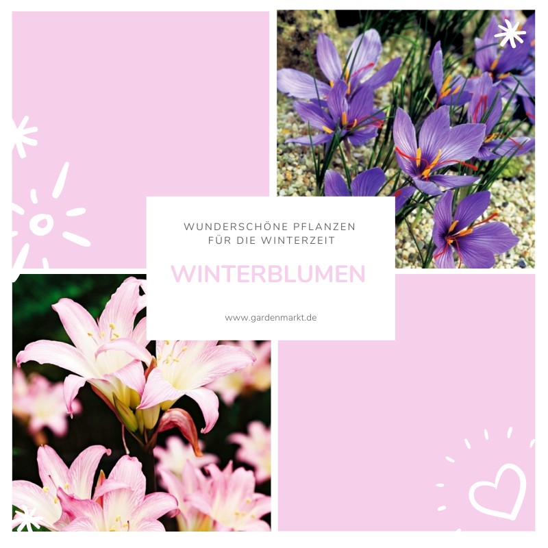 winterblumen