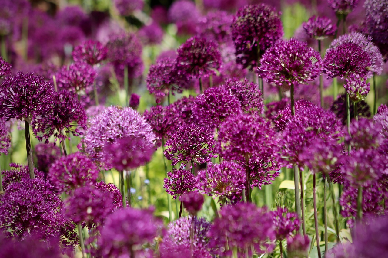 Zierlauch Allium Rotundum